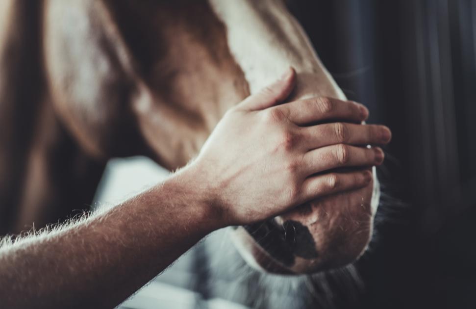 Équithérapie, hypnose, musicothérapie…  en cancérologie, les interventions non médicamenteuses ouvrent le champ des possibles