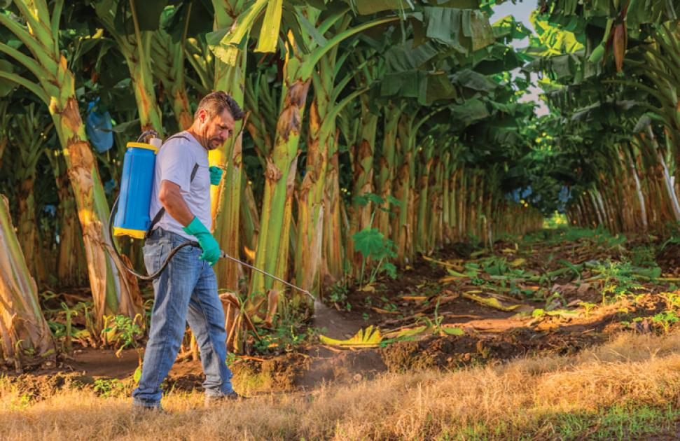 En lien avec les pesticides, le cancer de la prostate reconnu maladie professionnelle