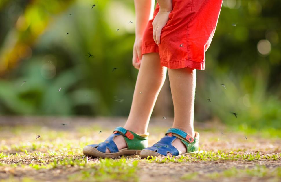 Morsure de tique : dans la Creuse, la CPTS La Licorne a développé un protocole local entre médecin, infirmière et pharmacien