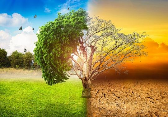 arbre déserts médicaux patelins