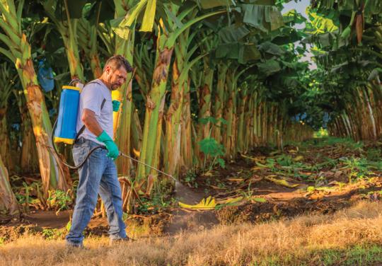 En lien avec les pesticides, le cancer de la prostate reconnu maladie professionnelle